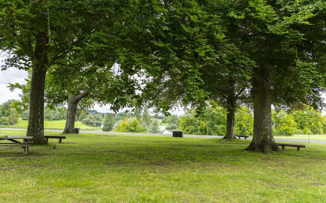 Understanding Tree Maturity: When Is a Tree Considered Mature?