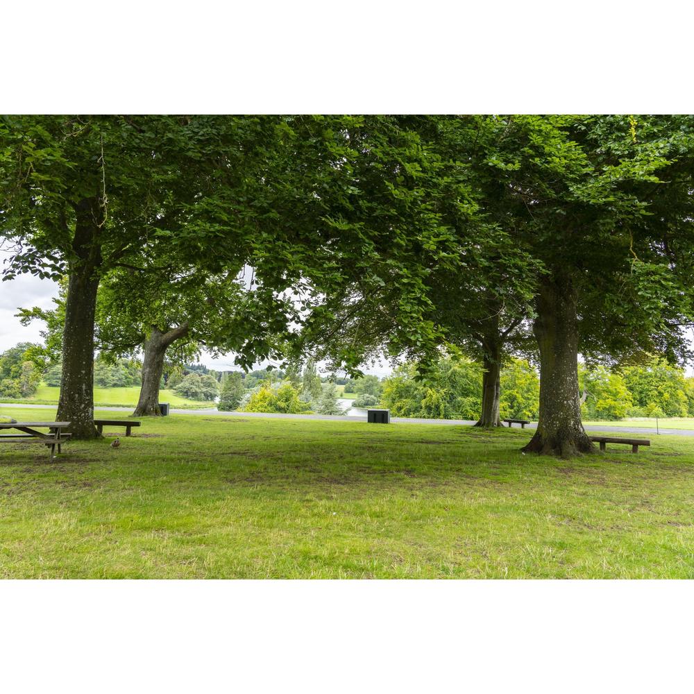 Understanding Tree Maturity: When Is a Tree Considered Mature?