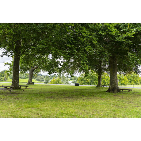 Understanding Tree Maturity: When Is a Tree Considered Mature?