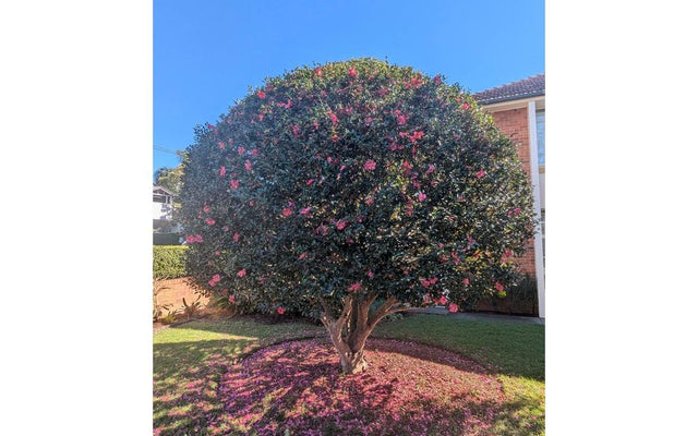 Camellia Bushes: Varieties, Growing and Care
