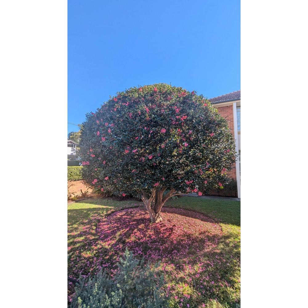 Discover Everything About Camellia Bushes