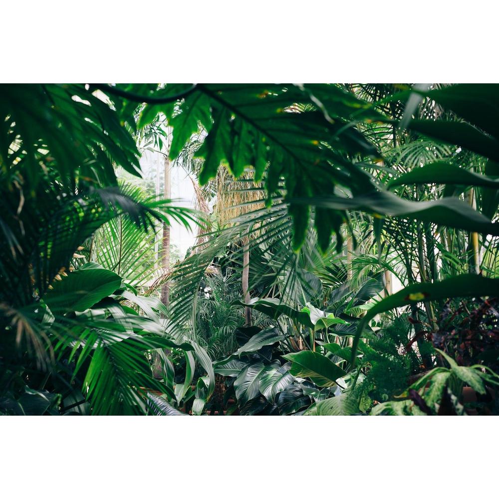 Creating an Indoor Jungle: How to Select and Care for Tropical Houseplants