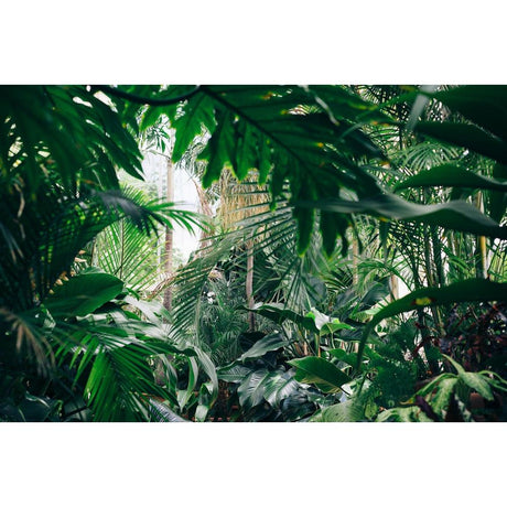 Creating an Indoor Jungle: How to Select and Care for Tropical Houseplants