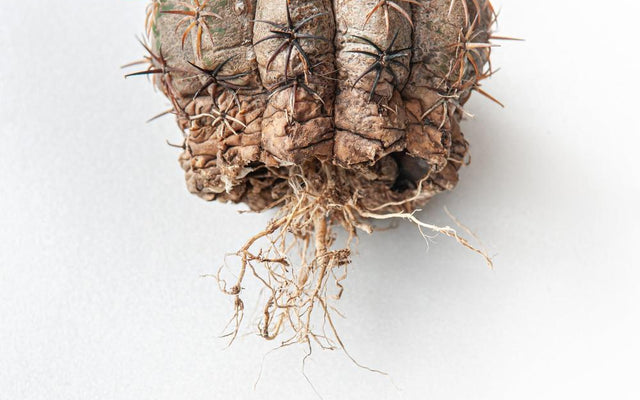Understanding Root Rot: A Gardener's Guide