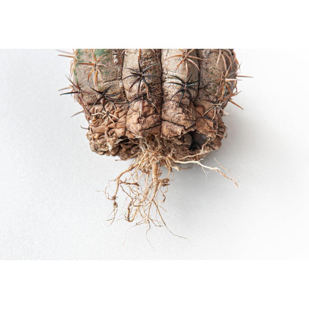 Understanding Root Rot: A Gardener's Guide