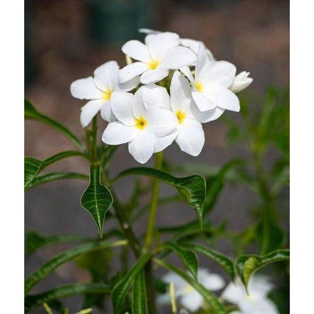 Choosing High-Quality Plumeria Plants: Evaluating Online Nurseries for Your Tropical Garden
