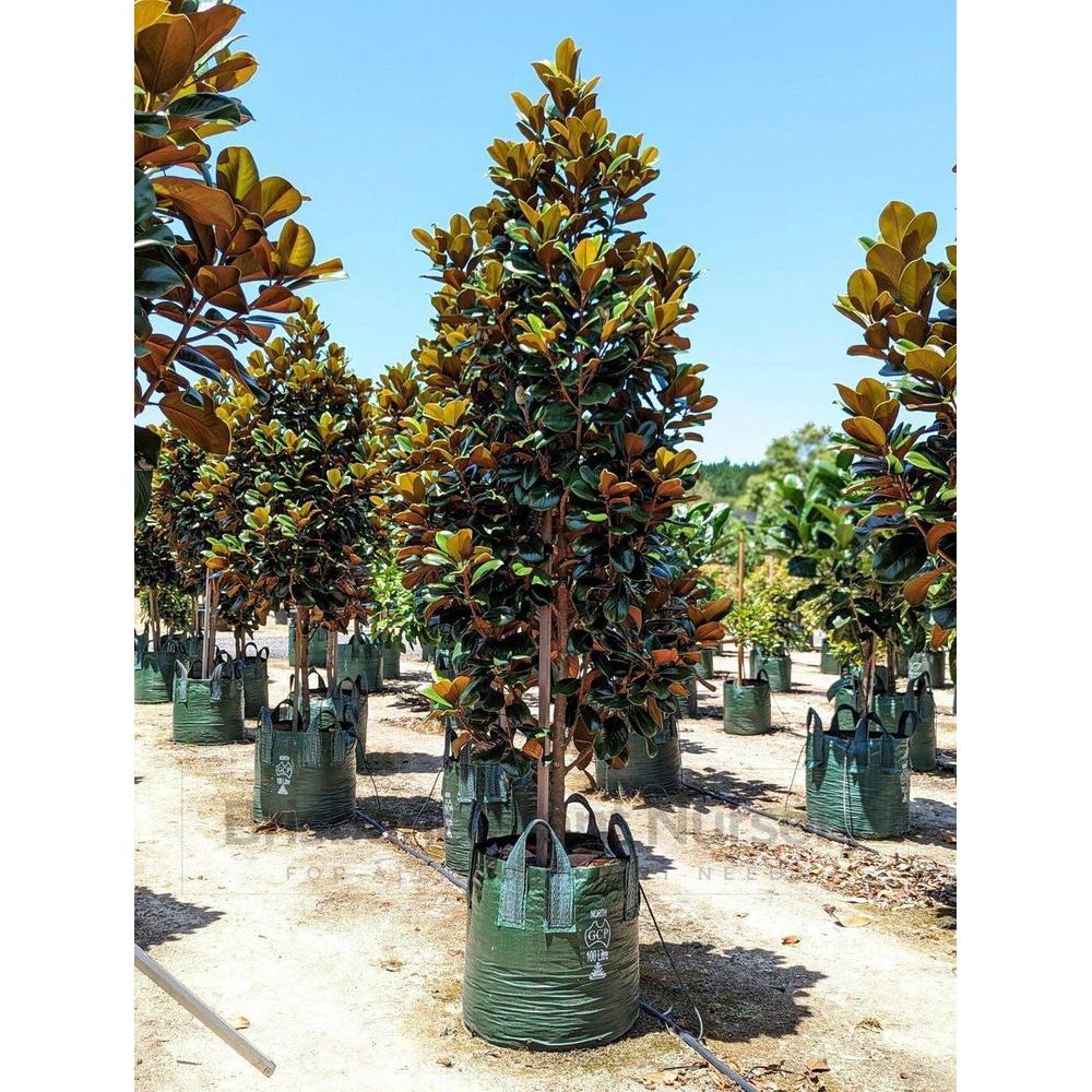 Why are Teddy Bear Magnolias a Great Addition to Your Garden?
