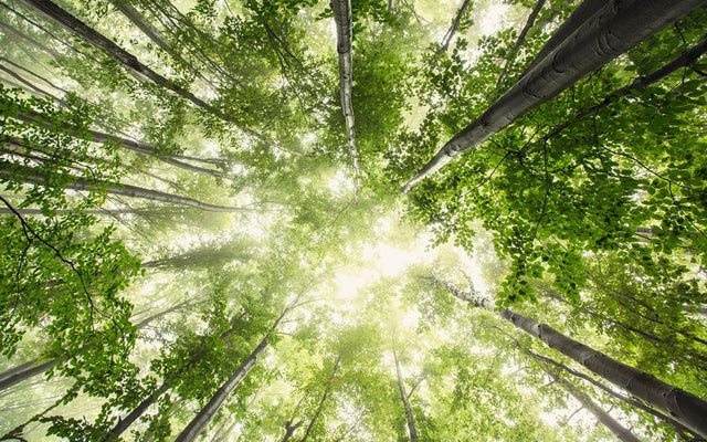 Signs Your Plant Needs More Sun: When to Move
