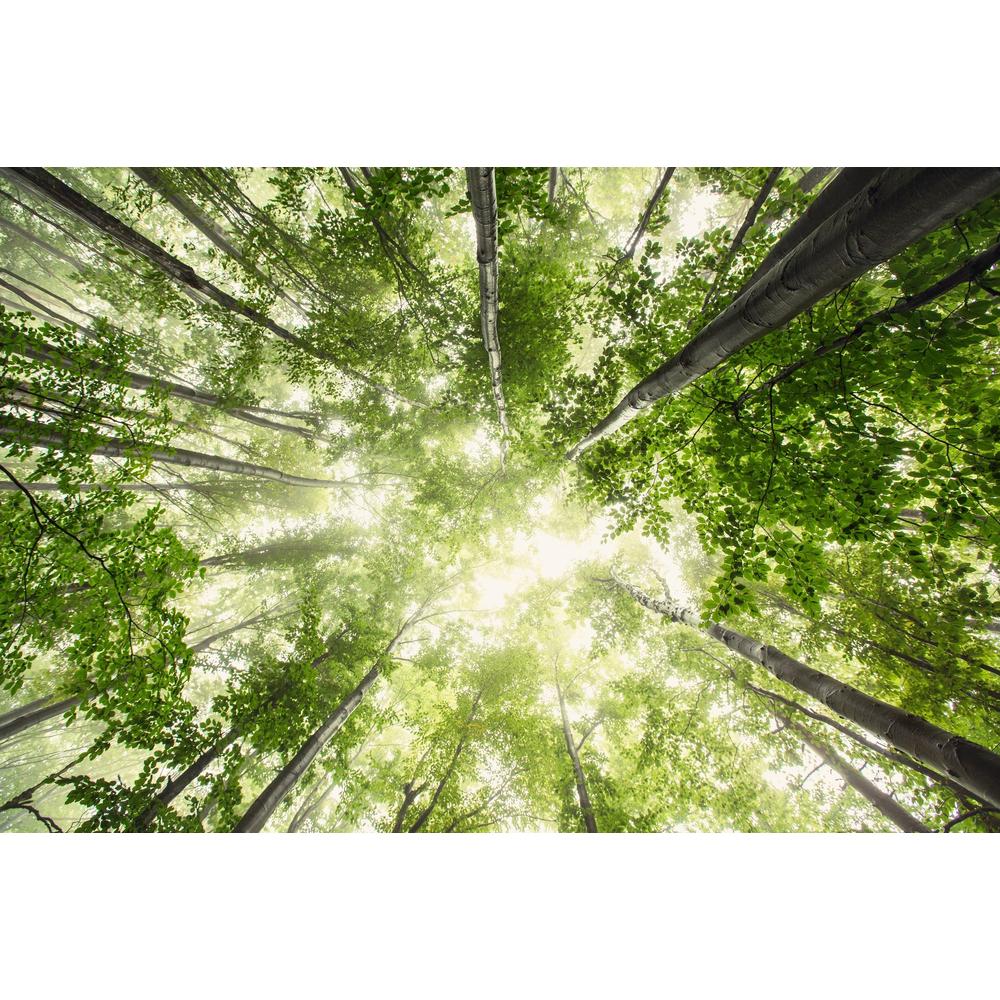 Signs Your Plant Needs More Sun: When to Move