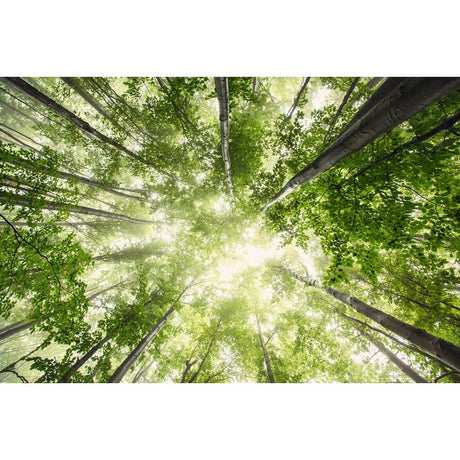 Signs Your Plant Needs More Sun: When to Move
