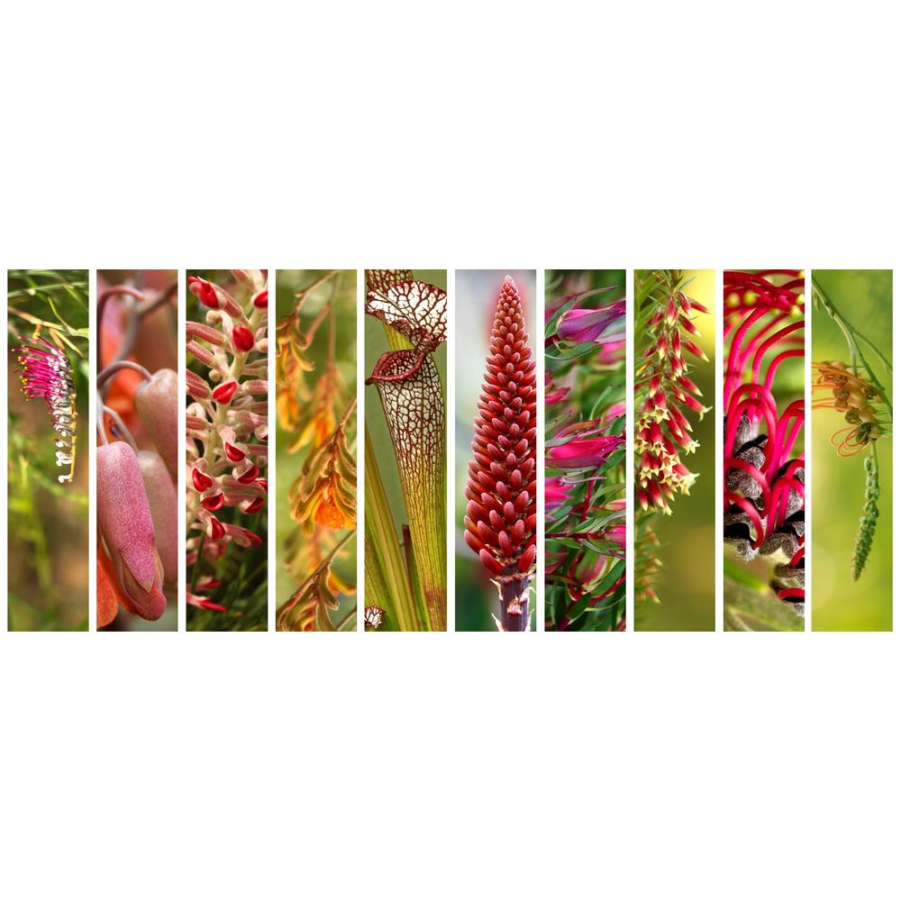 Top 10 Australian Native Plants to Enhance Your Backyard