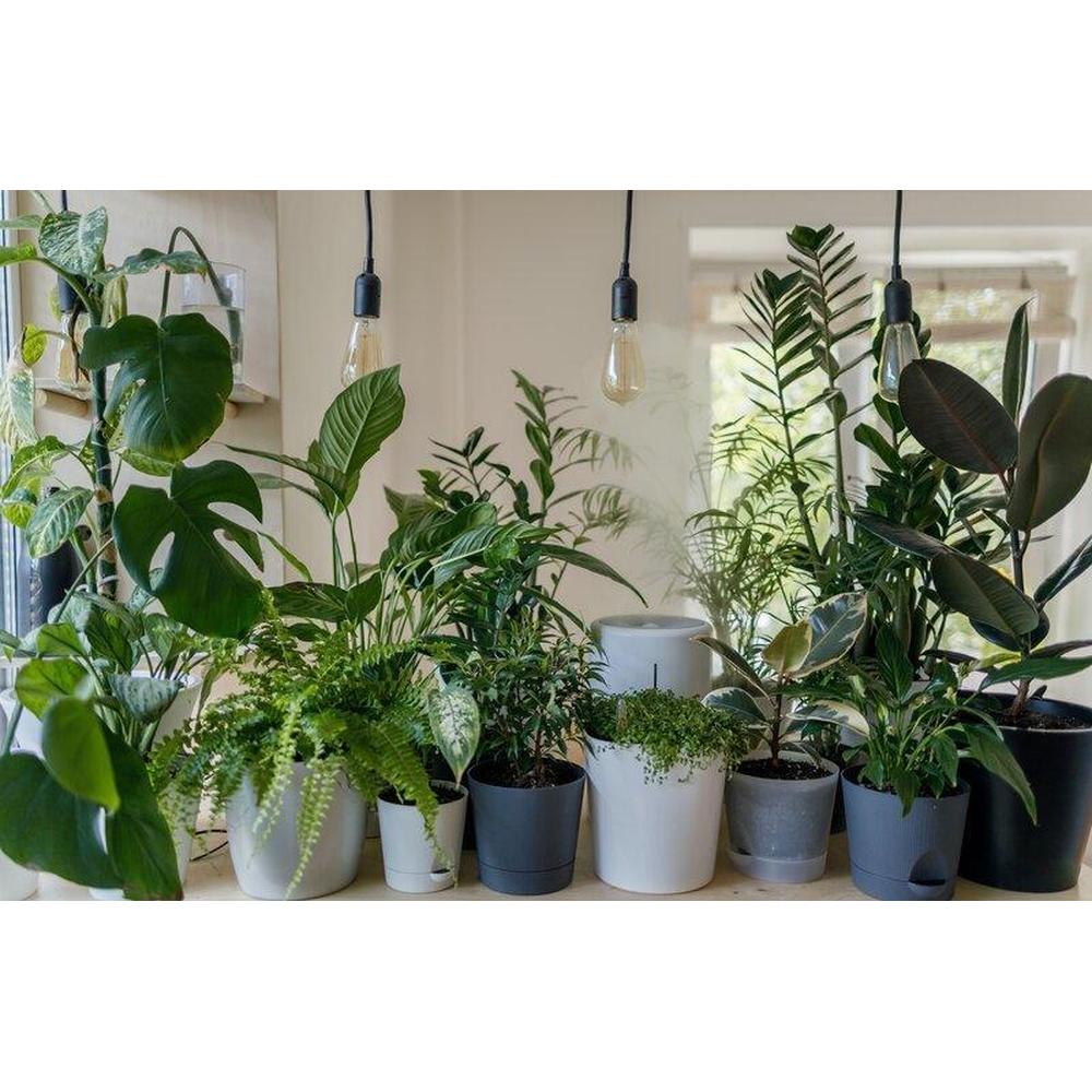 Indoor Exotic Plants Guide: Creating a Stunning Indoor Garden