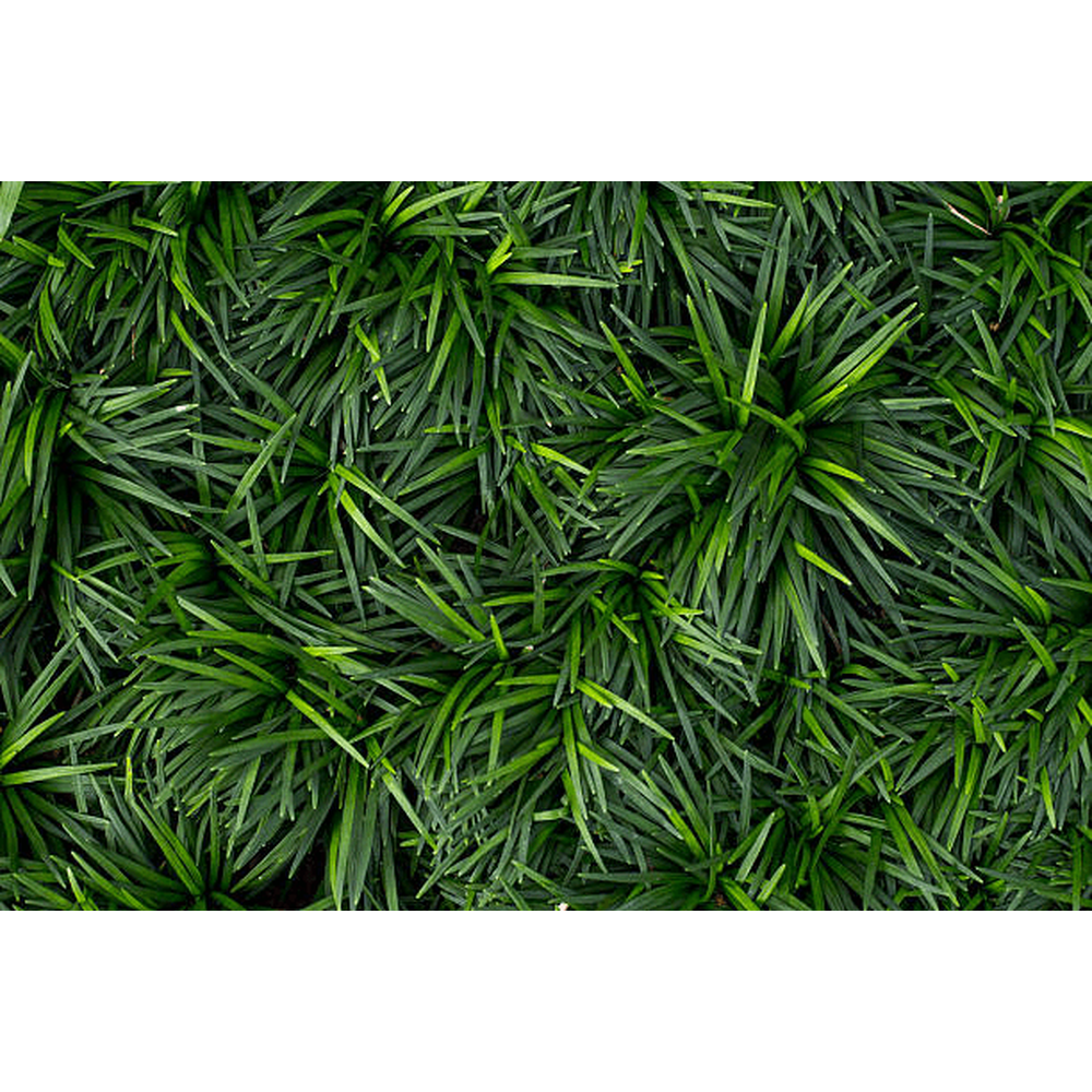 How to Grow Mondo Grass?