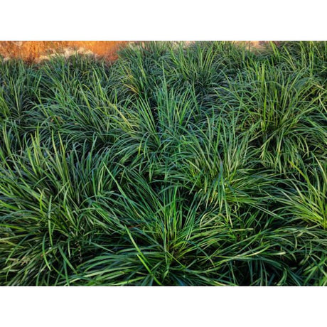 Getting to Know about Mondo Grass Better