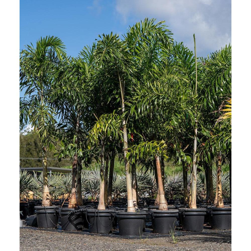 Understanding Foxtail Palms: What They Are and How to Care for Them