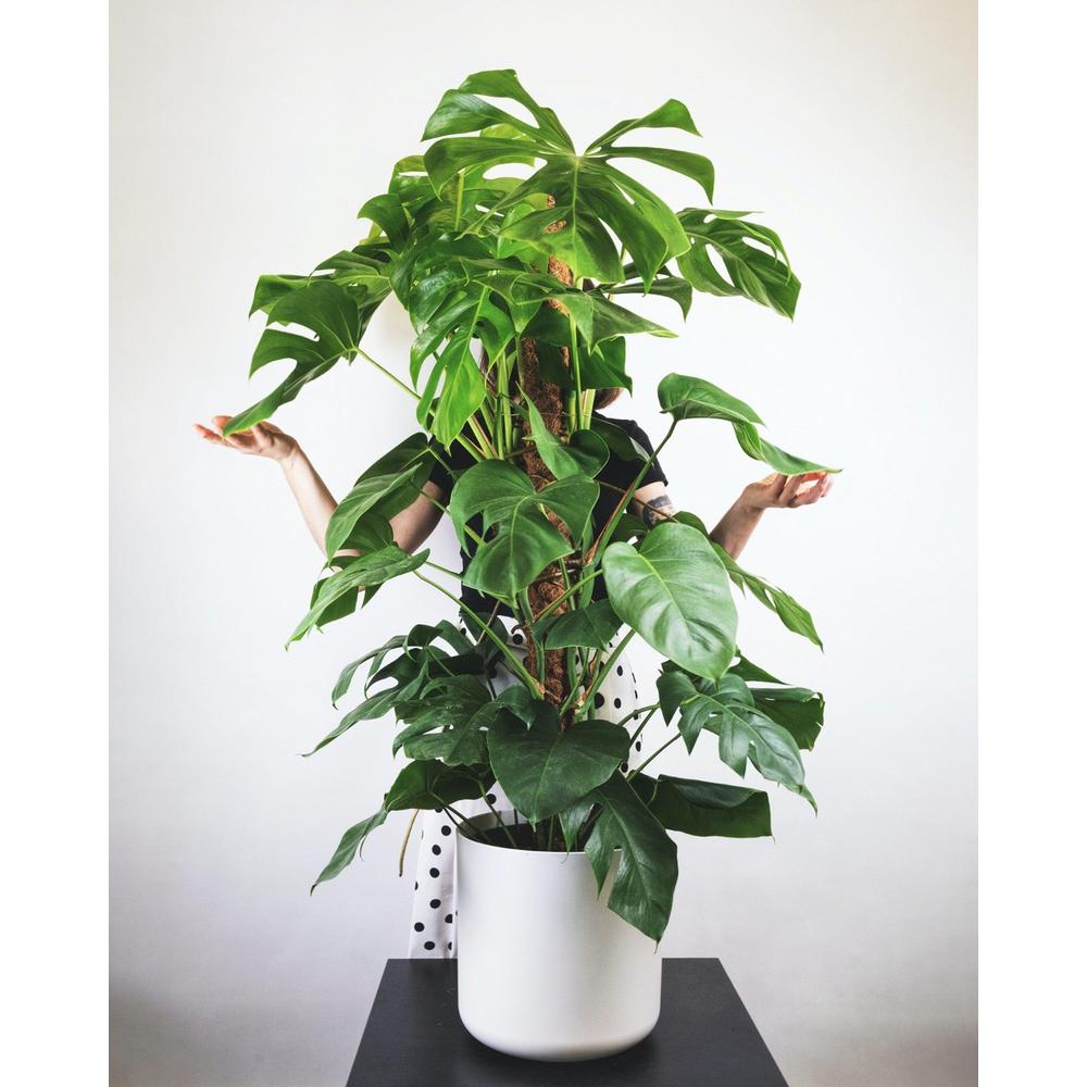 The Therapeutic Magic of Gardening: Boost Your Well-being Through Horticulture