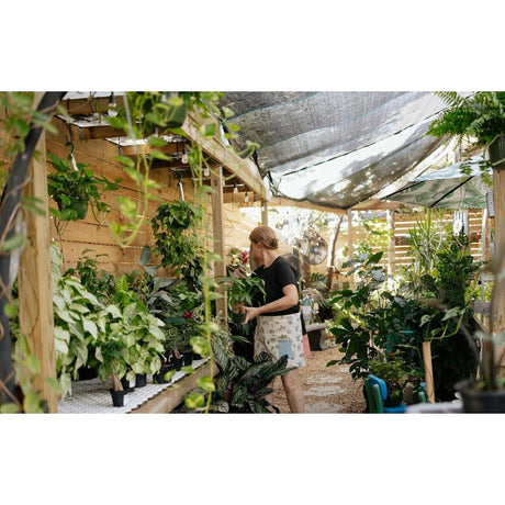 Cultivating the Unusual: A Peek into Unique Plant Varieties