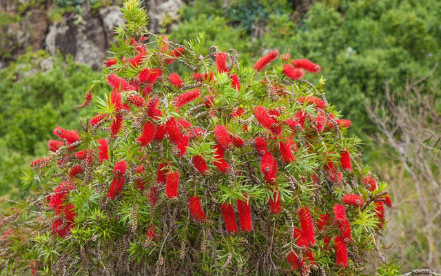 All About Callistemon: The Bottlebrush Beauty