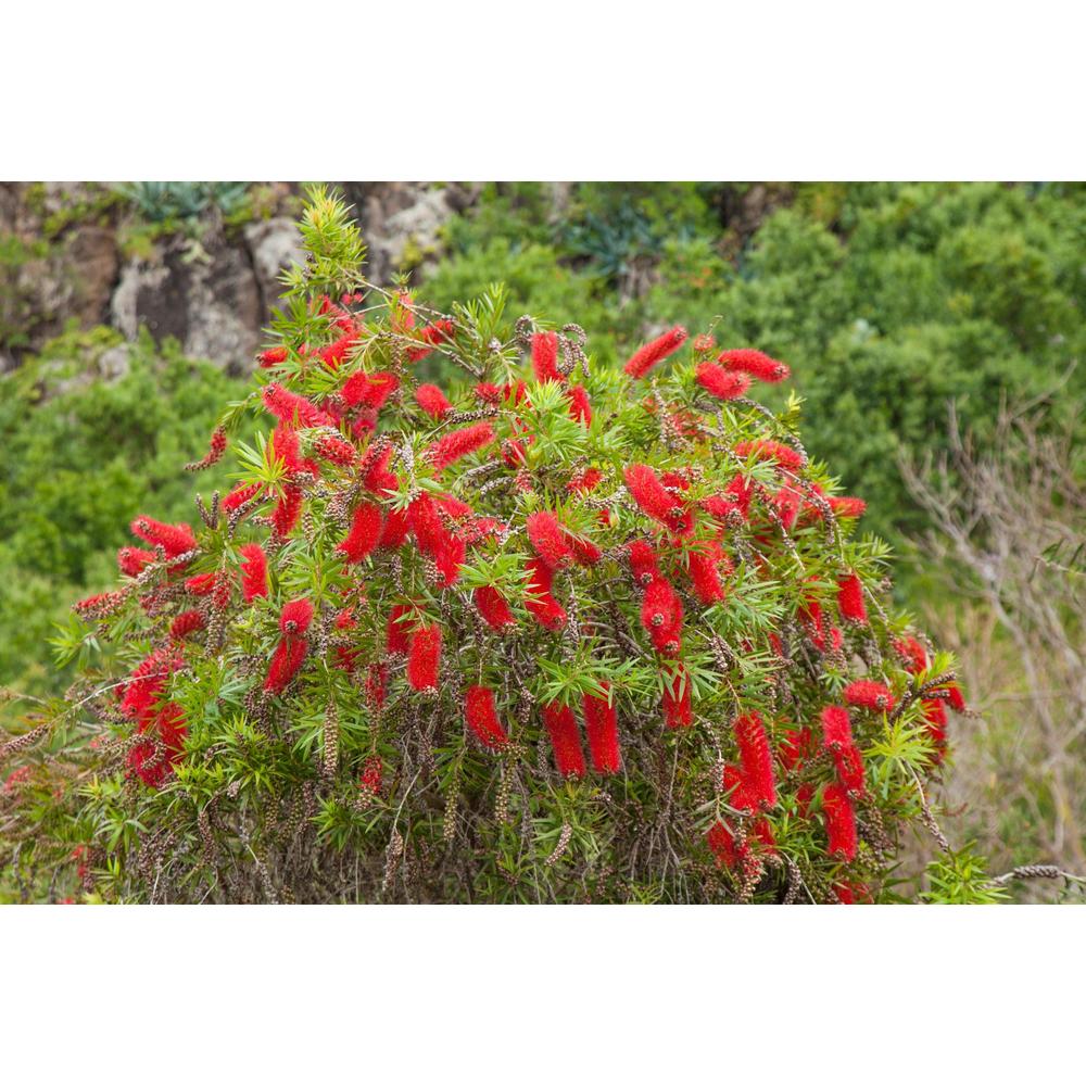 All About Callistemon: The Bottlebrush Beauty