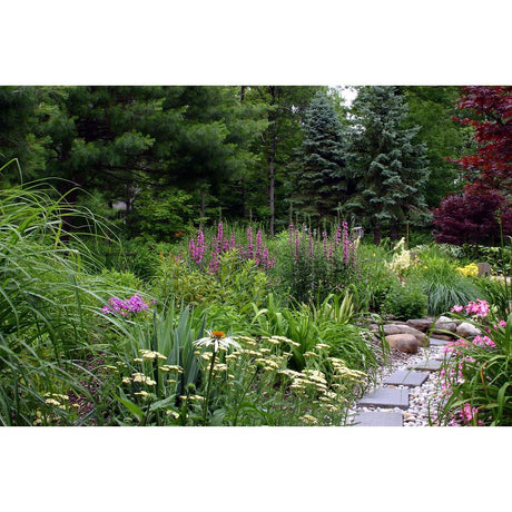Beginners Plants: A Guide to Starting Your Garden
