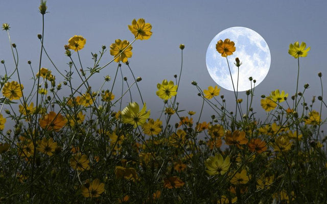 The Science Behind Nocturnal Flowers Revealed
