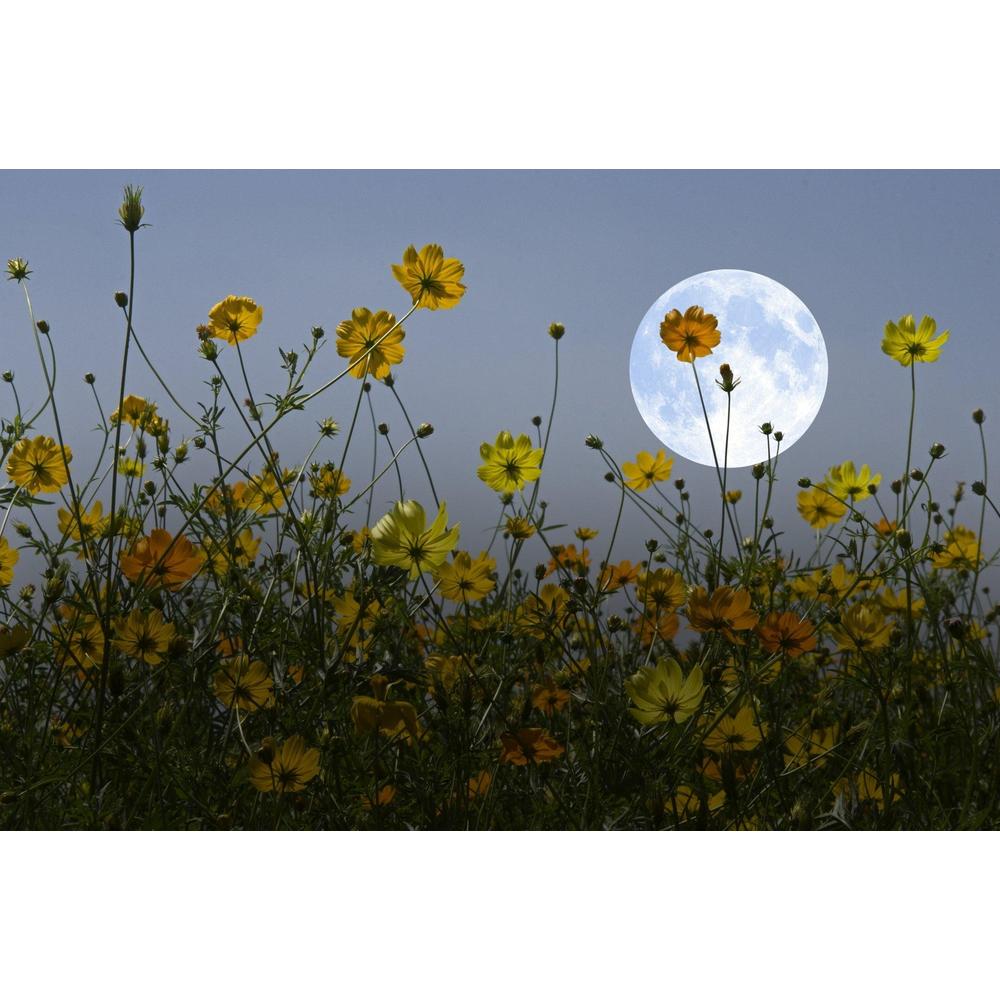 The Science Behind Nocturnal Flowers Revealed