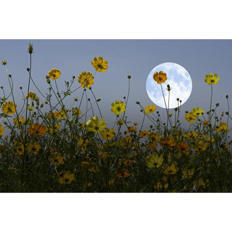 The Science Behind Nocturnal Flowers Revealed