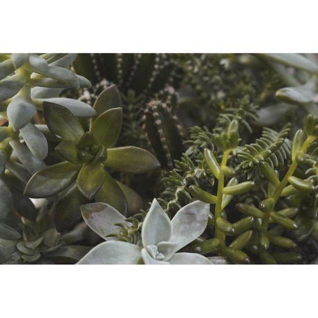 Enhancing Your Home's Exterior with Exotic Plant Selection from Brisbane Plant Nursery