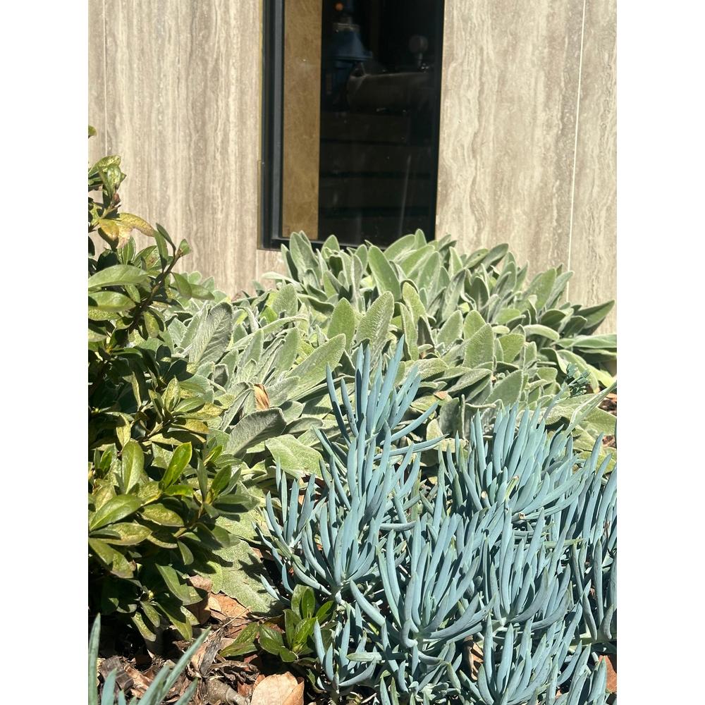 Growing Blue Chalksticks: A Guide for Thriving Plants  Nursery Near Me