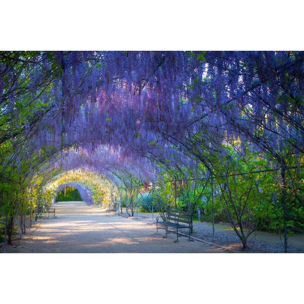 Wisteria: A Gorgeous Native Climber for Your Garden