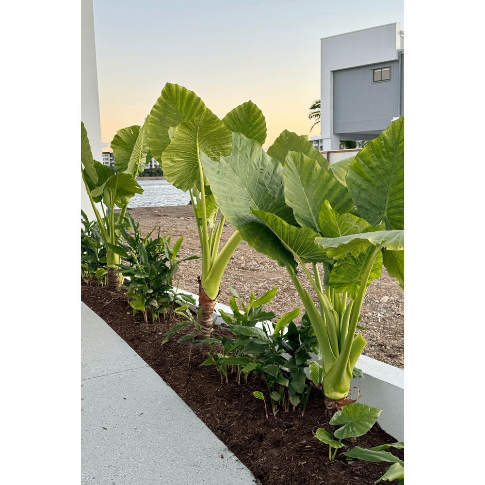 Elephant Ear Plant: Complete Guide to Alocasia Brisbanesis  Nursery Near Me