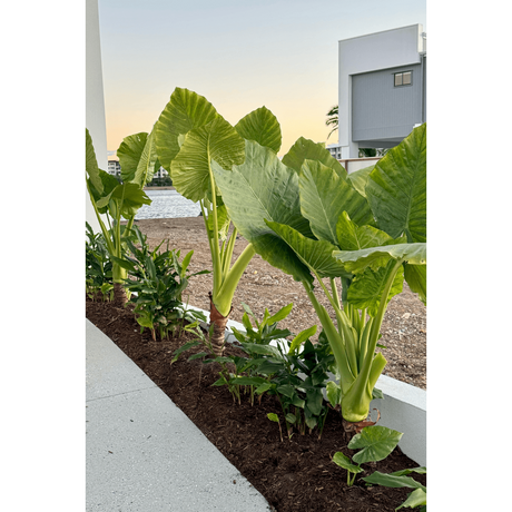Elephant Ear Plant: Complete Guide to Alocasia Brisbanesis