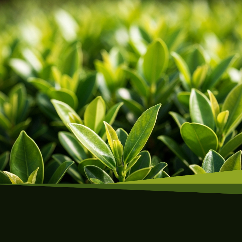 Lilly Pilly Resilience: The Definitive Guide to Psyllid Resistance