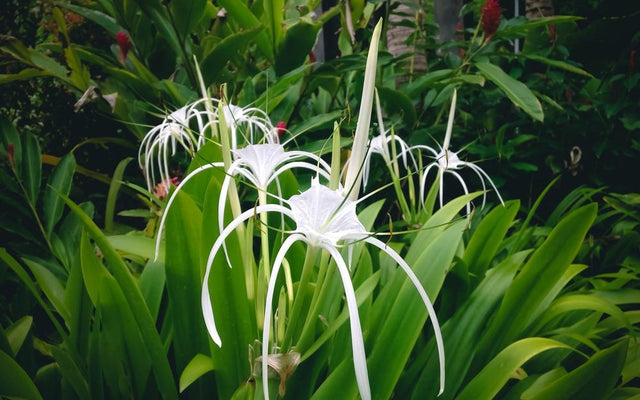 Beach Spider Lily: How to Grow Hymenocallis littoralis