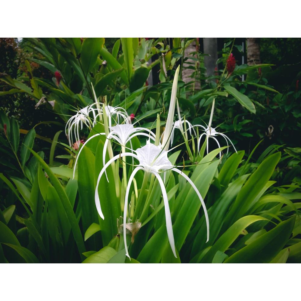Beach Spider Lily: A Guide to Growth