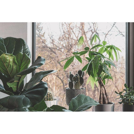 The Ultimate Guide to Growing and Caring for Fiddle Leaf Fig Trees