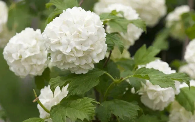 Hydrangeas: Colour and Growth