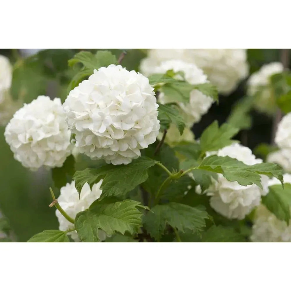 Hydrangeas: Colour and Growth