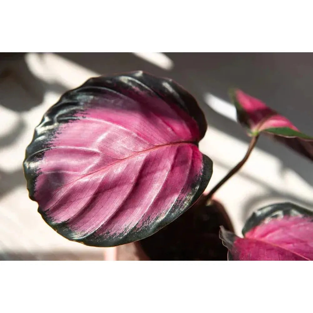 Pet Friendly Plants: Choosing Pet-Safe Houseplants