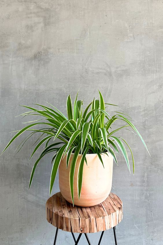 Spider Plant: Easy Houseplant Tips