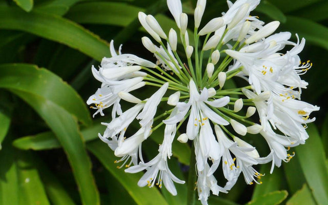 Agapanthus: Choosing, Planting and Keeping It in Flower