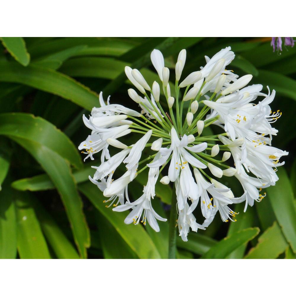 Agapanthus: Its Stunning Blooms Await