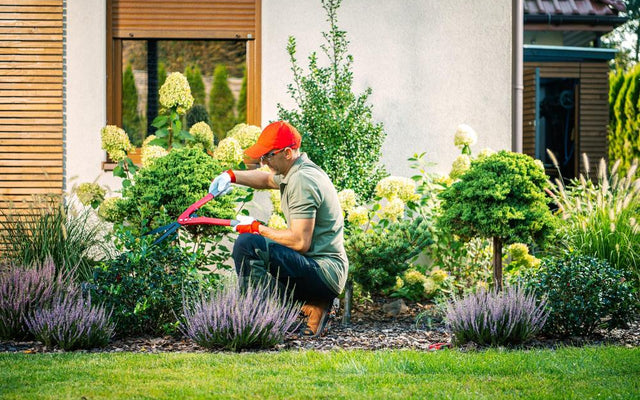 Companion Planting With Shrubs