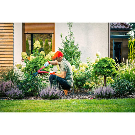 Top Shrubs for Perfect Companion Planting