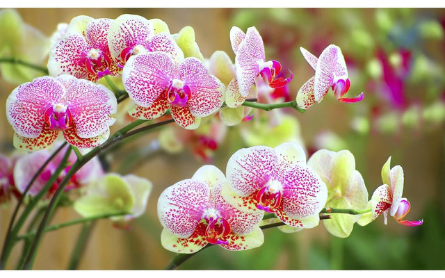 Orchids Care & Maintenance: A Guide
