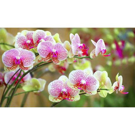 Orchids Care & Maintenance: A Guide