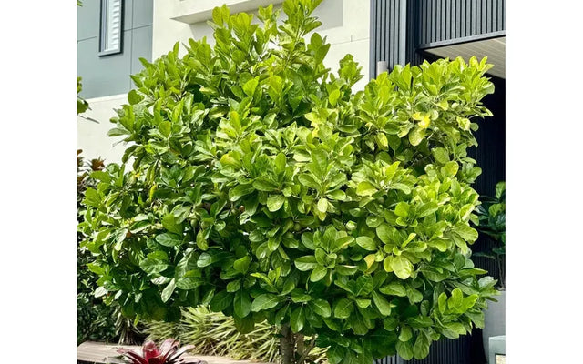 Randia fitzalanii: Growing Native Gardenia as a Privacy Screen