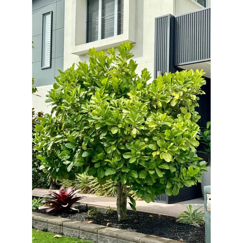 Achieve Natural Privacy with Randia Fitzalanii