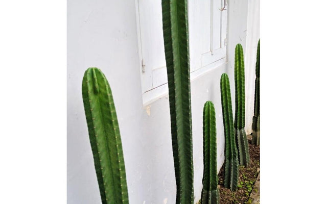 Top Cowboy Cactus Tips for a Thriving Garden
