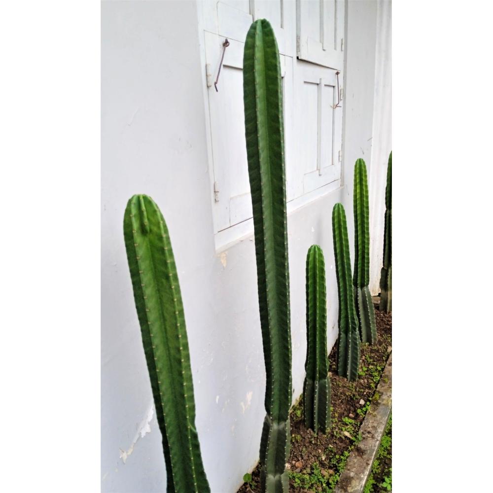 Top Cowboy Cactus Tips for a Thriving Garden  Nursery Near Me